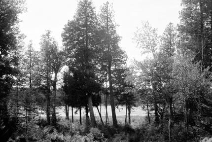 A stand or trees of various heights in front of Beaver Lake on the Kawashaway Sanctuary Land