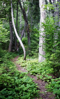A cleared pathway into the woods at Kawashaway Sanctuary filled with lush green vegetation and silver barked trees.
